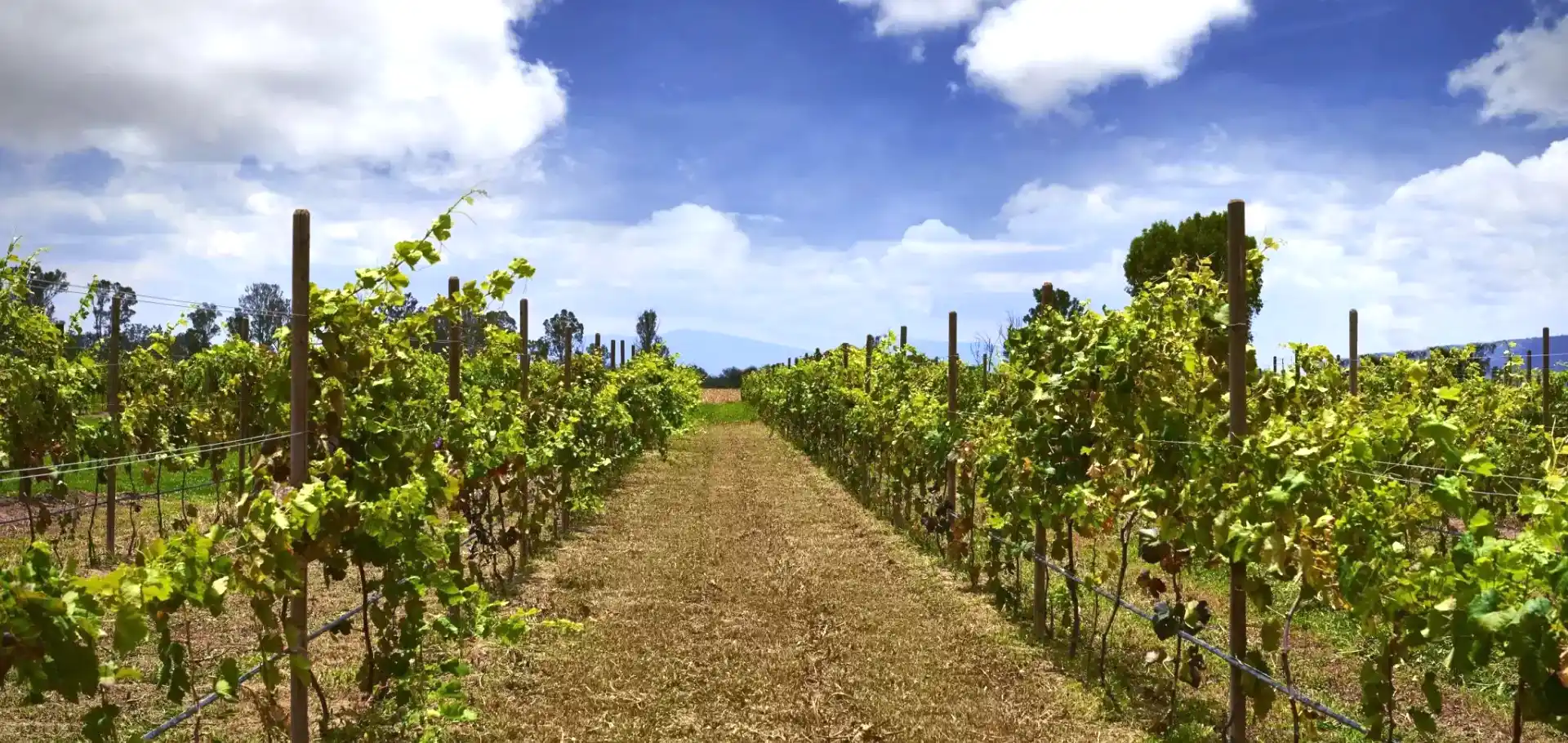 Viñedo San Miguel